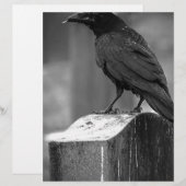 Falln Found A Feather (Front/Back)