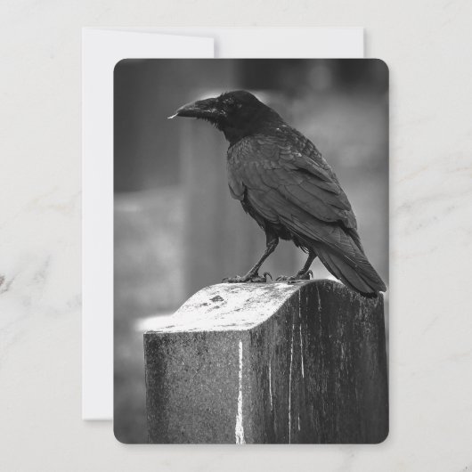 Falln Found A Feather (Back)