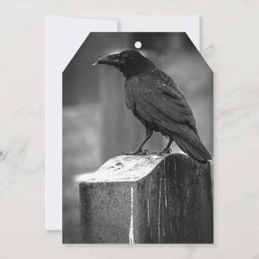 Falln Found A Feather (Back)