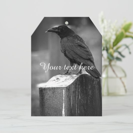 Falln Found A Feather (Standing Front)