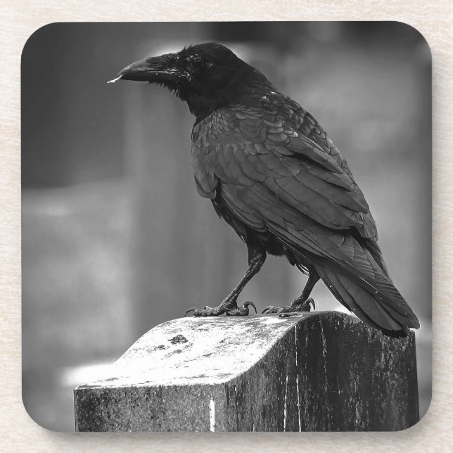 Falln Found A Feather Beverage Coaster (Front)