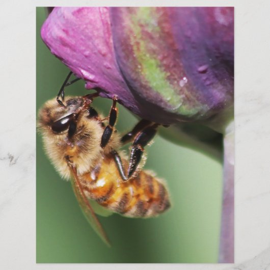 Falln Fuzzy Little Bee (Front)