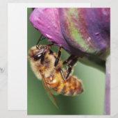 Falln Fuzzy Little Bee (Front/Back)