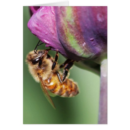 Falln Fuzzy Little Bee Cards (Front)