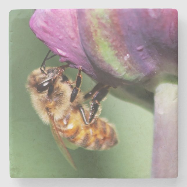 Falln Fuzzy Little Bee Stone Coaster (Front)