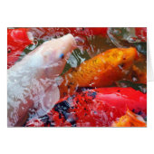 Falln Gathering Koi (Front Horizontal)