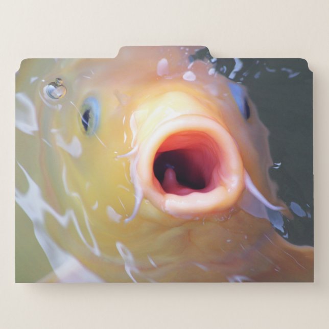 Falln Singing Ghost Koi File Folder (Back Center)