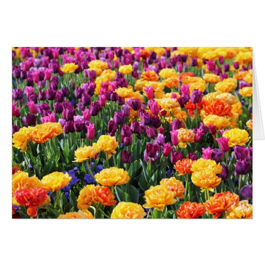 Falln Sunset Floral River Cards (Front Horizontal)