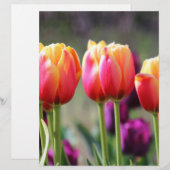 Falln Tulips Aflame (Front/Back)