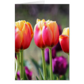 Falln Tulips Aflame (Front)