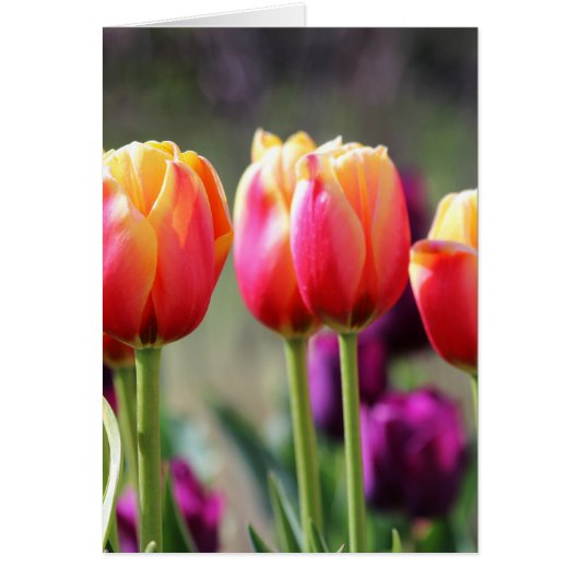 Falln Tulips Aflame Cards (Front)