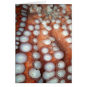 Falln Up Close Octopus (Front)