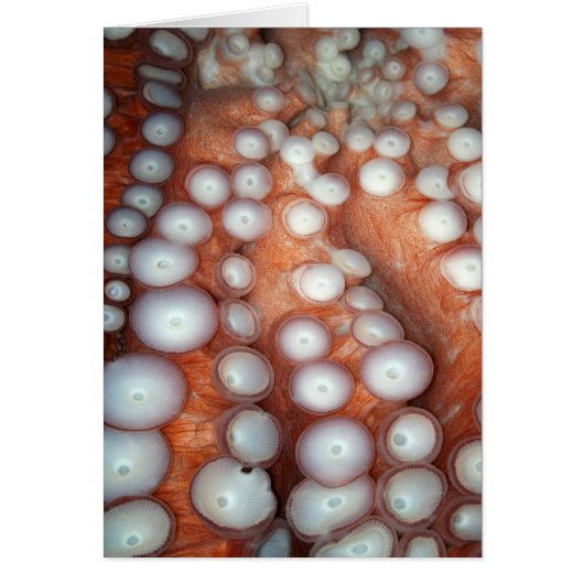 Falln Up Close Octopus Cards (Front)