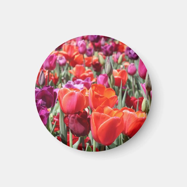 Falln Warm Tulips Magnet (Front)