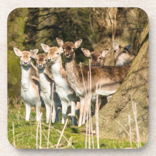 Fallow Deer at Holkham park in Norfolk England UK Beverage Coaster