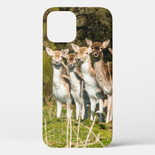 Fallow Deer at Holkham park in Norfolk England UK iPhone 12 Case