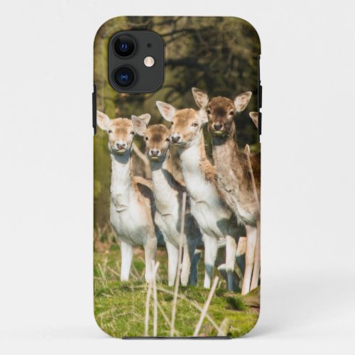 Fallow Deer at Holkham park in Norfolk England UK iPhone 11 Case