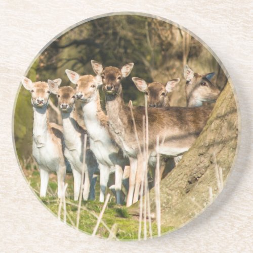 Fallow Deer at Holkham park in Norfolk England UK Coaster