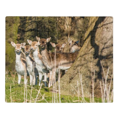 Fallow Deer at Holkham park in Norfolk England UK Jigsaw Puzzle