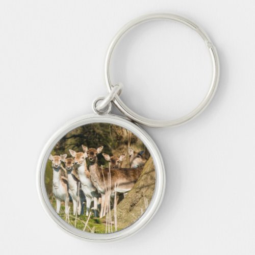 Fallow Deer at Holkham park in Norfolk England UK Keychain