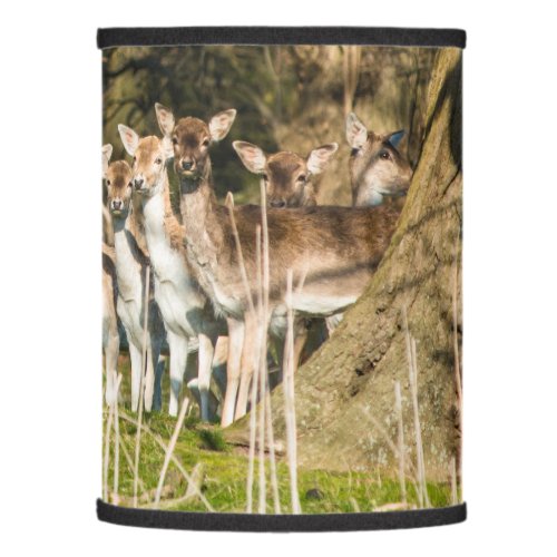 Fallow Deer at Holkham park in Norfolk England UK Lamp Shade