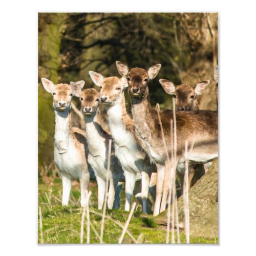 Fallow Deer at Holkham park in Norfolk England UK Photo Print