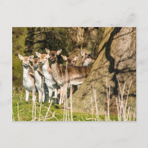 Fallow Deer at Holkham park in Norfolk England UK Postcard