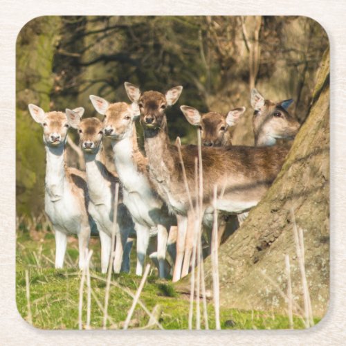 Fallow Deer at Holkham park in Norfolk England UK Square Paper Coaster