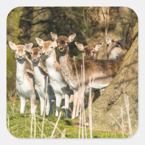 Fallow Deer at Holkham park in Norfolk England UK Square Sticker