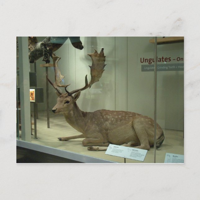 Fallow deer (Dama dama) Postcard (Front)