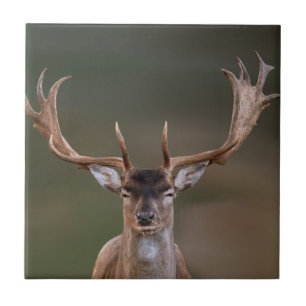 Fallow Deer is Judging You Ceramic Tile