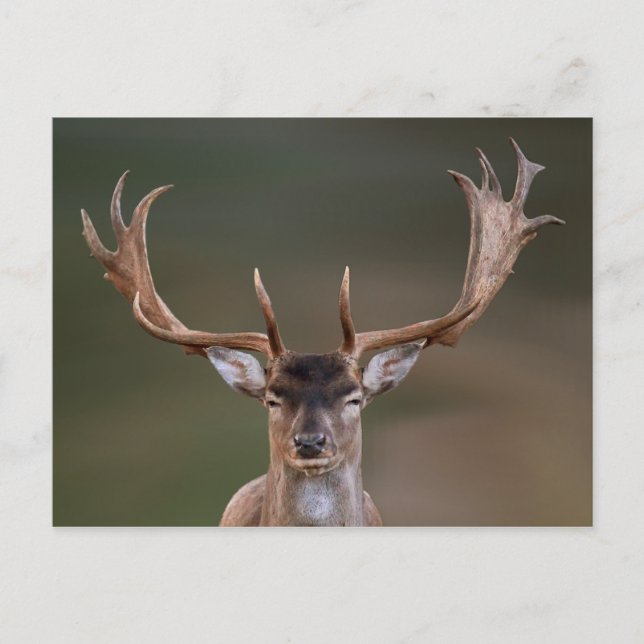 Fallow Deer is Judging You Postcard (Front)