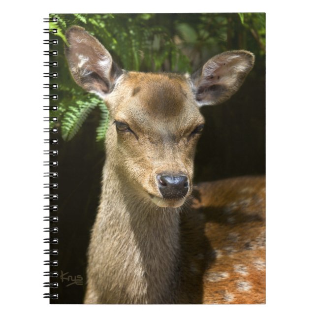 Fallow Deer Notebook (Front)