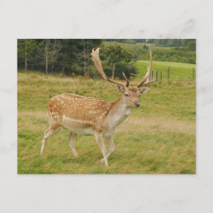 Fallow Deer Postcard