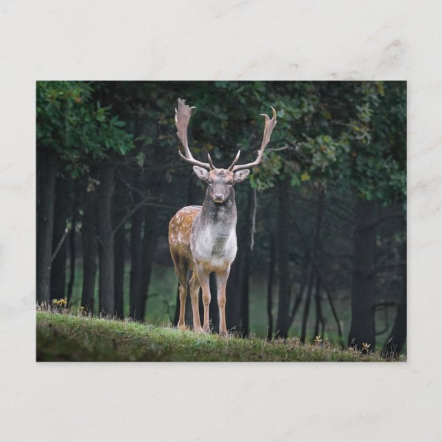 Fallow Deer Postcard (Front)