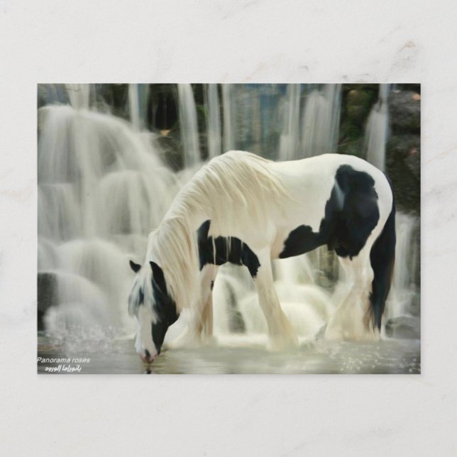 falls,horse,river,beautiful view postcard (Front)