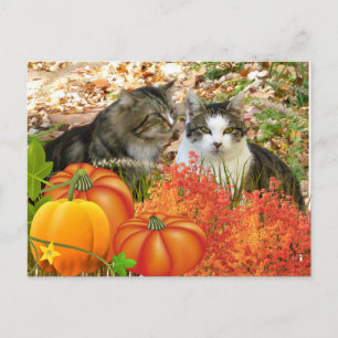 Falls Season Cats and Pumpkins Postcard