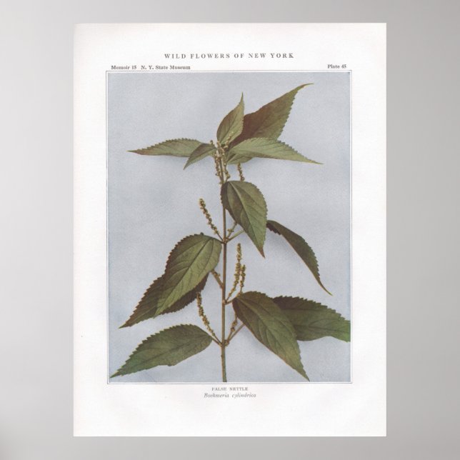 False Nettle - Boehmeria cylindrica Poster (Front)