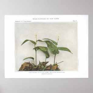 False or Wild Lily of the Valley Poster
