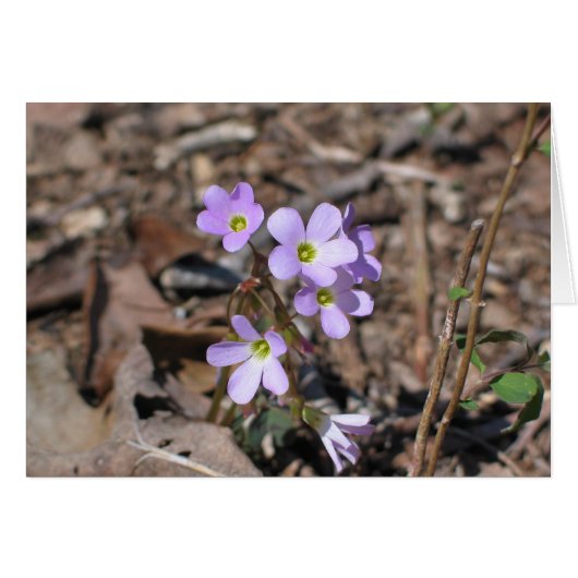 False Rue Anemone Cards (Front Horizontal)