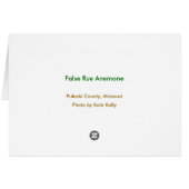 False Rue Anemone Cards (Back Horizontal)