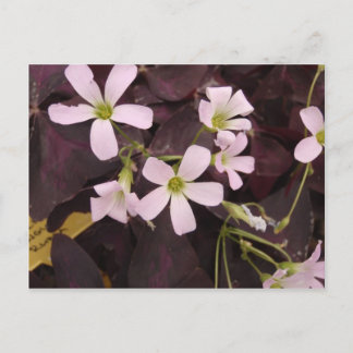 False Shamrock Oxalis Triangularis Postcard