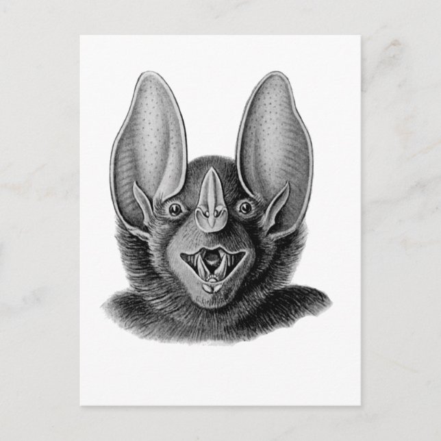 False Vampire Bat Postcard (Front)