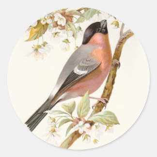 Familiar Wild Birds Swaysland Great Bullfinch Classic Round Sticker