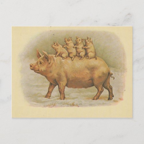 Famille de cochon postcard