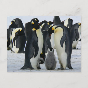 family emperor penguins postcard