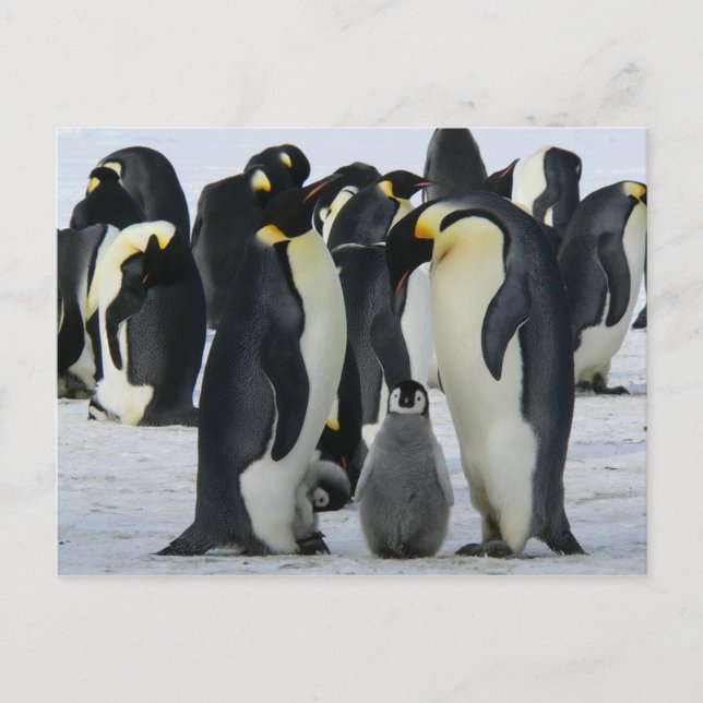 family emperor penguins postcard (Front)