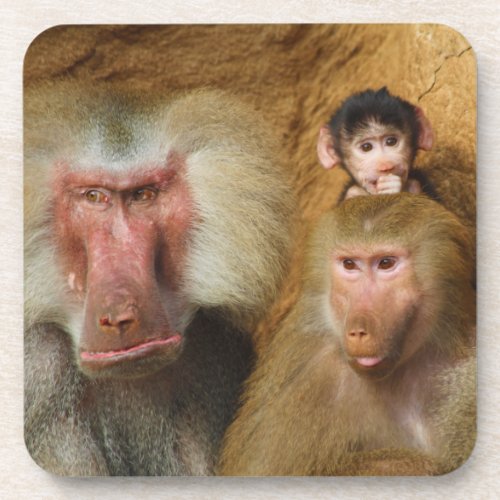 Family of Baboons Papio Hamadryas Cologne Zoo Beverage Coaster