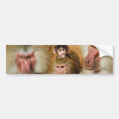 Family of Baboons Papio Hamadryas Cologne Zoo Bumper Sticker