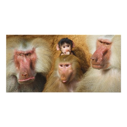 Family of Baboons Papio Hamadryas Cologne Zoo Card